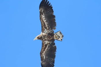 White-tailed Eagle 大沼公園(北海道七飯町) Sat, 3/10/2018