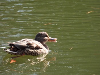 Mallard 庚申山総合公園 Sun, 12/11/2022