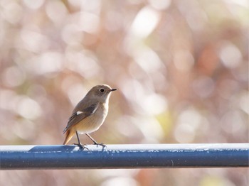 Daurian Redstart Shin-yokohama Park Thu, 12/15/2022