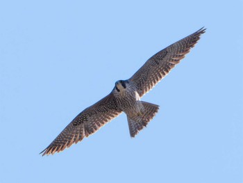 Peregrine Falcon Shin-yokohama Park Thu, 12/15/2022
