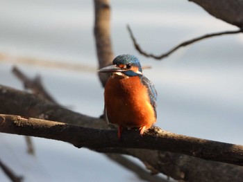 2022年12月11日(日) 服部緑地の野鳥観察記録