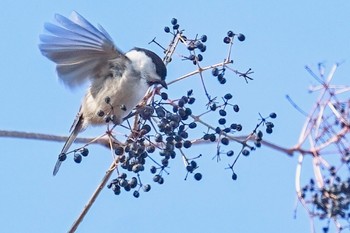 Willow Tit Unknown Spots Sat, 12/10/2022