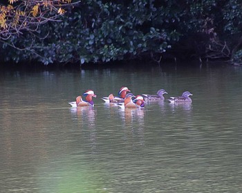 Fri, 12/16/2022 Birding report at 上石津ミサンザイ古墳(お堀)