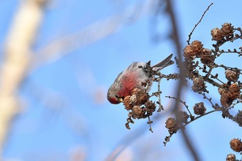 ベニヒワ 場所が不明 2018年3月6日(火)