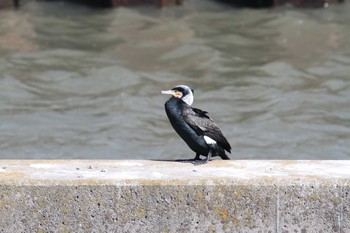 Great Cormorant Gonushi Coast Sat, 3/10/2018