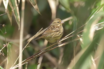 Masked Bunting 滋賀県甲賀市甲南町創造の森 Sat, 3/10/2018