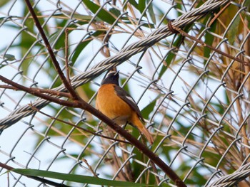 Daurian Redstart 横浜市立金沢自然公園 Fri, 12/16/2022