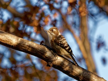 Japanese Pygmy Woodpecker 横浜市立金沢自然公園 Fri, 12/16/2022