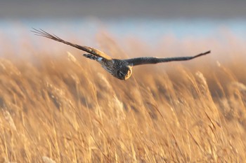 ハイイロチュウヒ 風連湖(走古丹) 2022年12月4日(日)