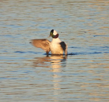 Fri, 12/16/2022 Birding report at 多摩川