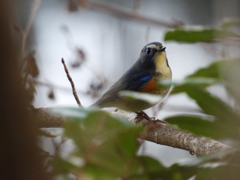 Red-flanked Bluetail Hayatogawa Forest Road Sun, 12/11/2022