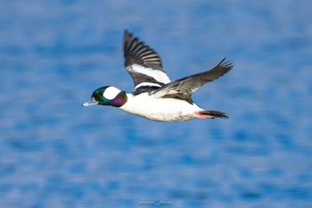 2022年12月11日(日) 多摩川の野鳥観察記録