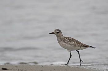 Grey Plover 石川県珠洲市 Sat, 3/10/2018