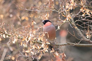 Eurasian Bullfinch Kasai Rinkai Park Sun, 1/21/2018