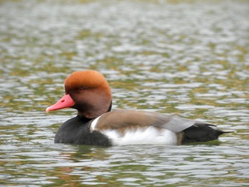 2022年12月16日(金) 弁天池公園(大阪府門真市)の野鳥観察記録