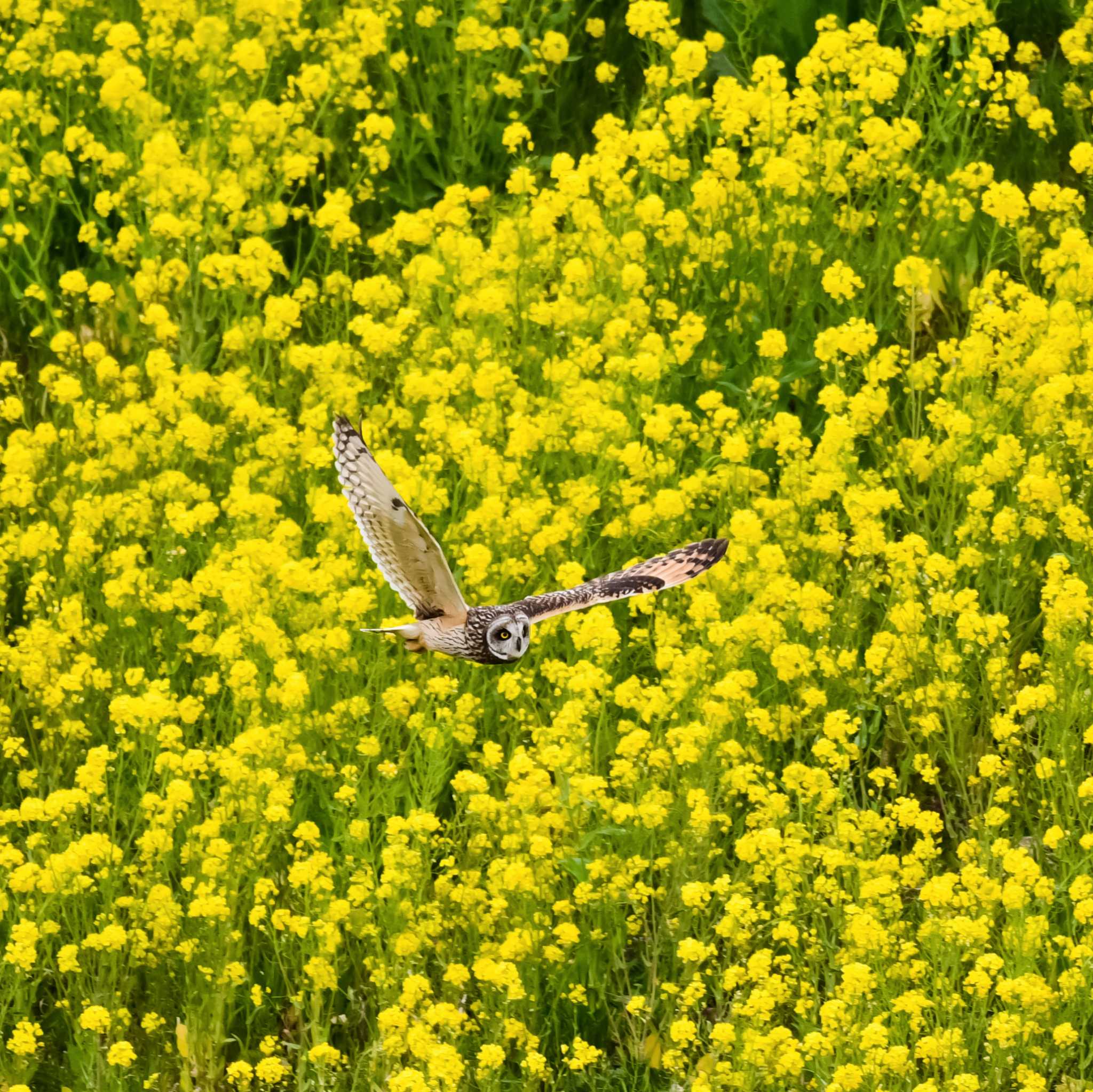 Photo of Short-eared Owl at 埼玉県 by Yokai