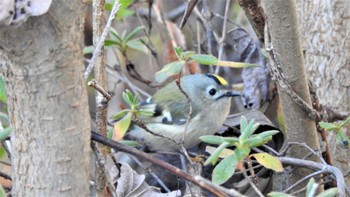 2022年12月16日(金) 長者山(青森県八戸市)の野鳥観察記録