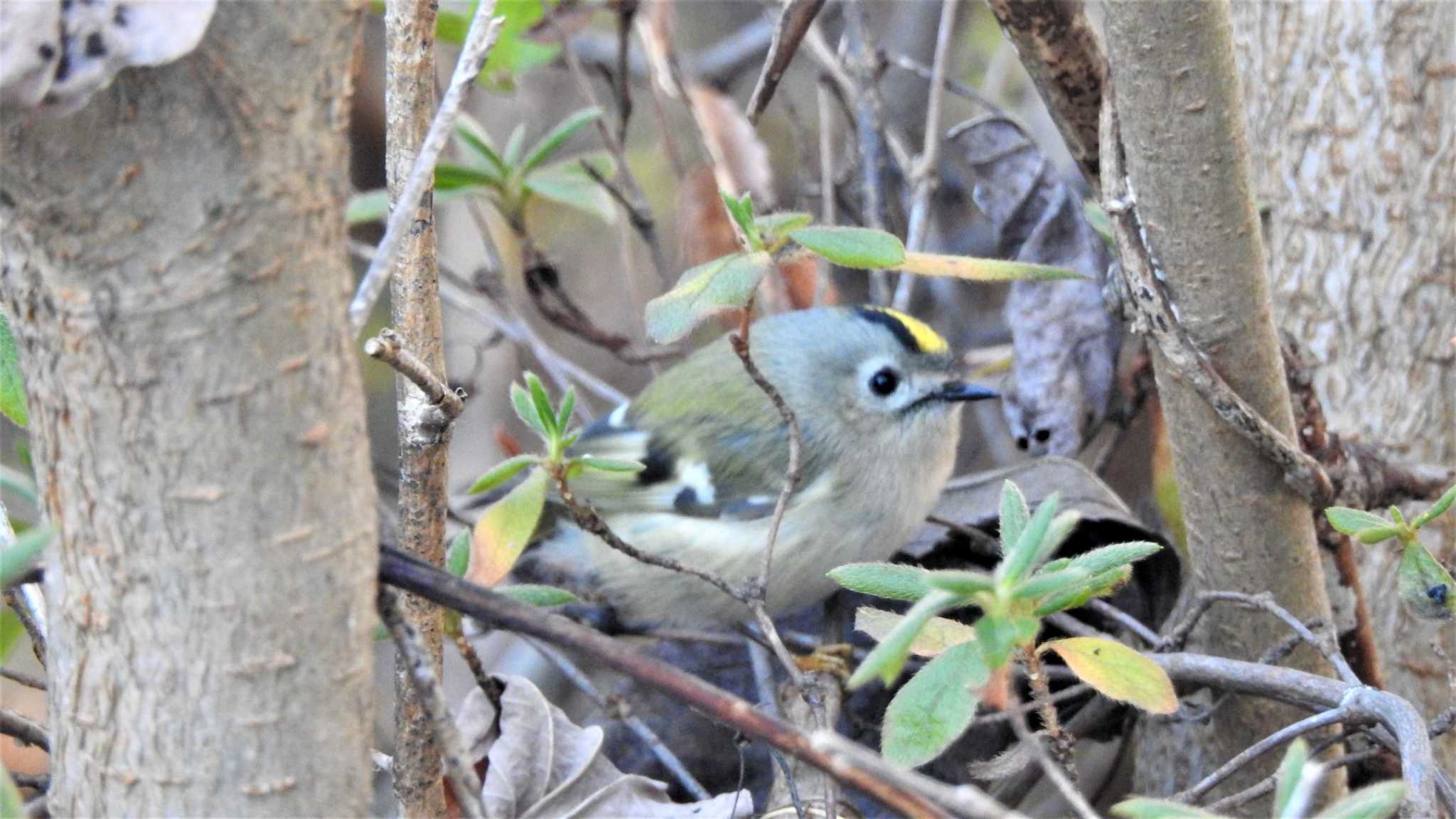 Photo of Goldcrest at 長者山(青森県八戸市) by 緑の風