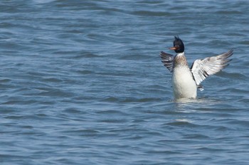 Red-breasted Merganser 多摩川河口 Sun, 3/4/2018