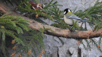 シジュウカラ 長者山(青森県八戸市) 2022年12月16日(金)