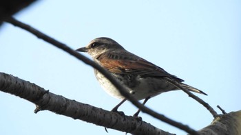 2022年12月13日(火) 八戸公園(青森県八戸市)の野鳥観察記録