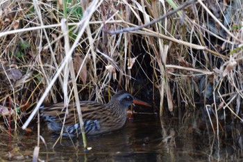 Thu, 12/15/2022 Birding report at 泉の森公園