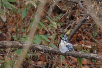 Crested Kingfisher Makomanai Park Sun, 11/27/2022