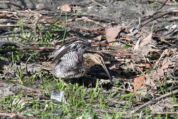 Common Snipe Nogawa Sun, 3/4/2018