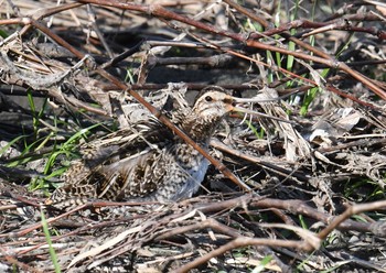 Common Snipe Nogawa Sun, 3/4/2018