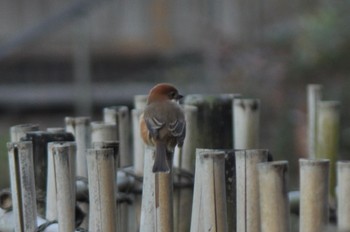 Bull-headed Shrike 生田緑地 Fri, 12/16/2022