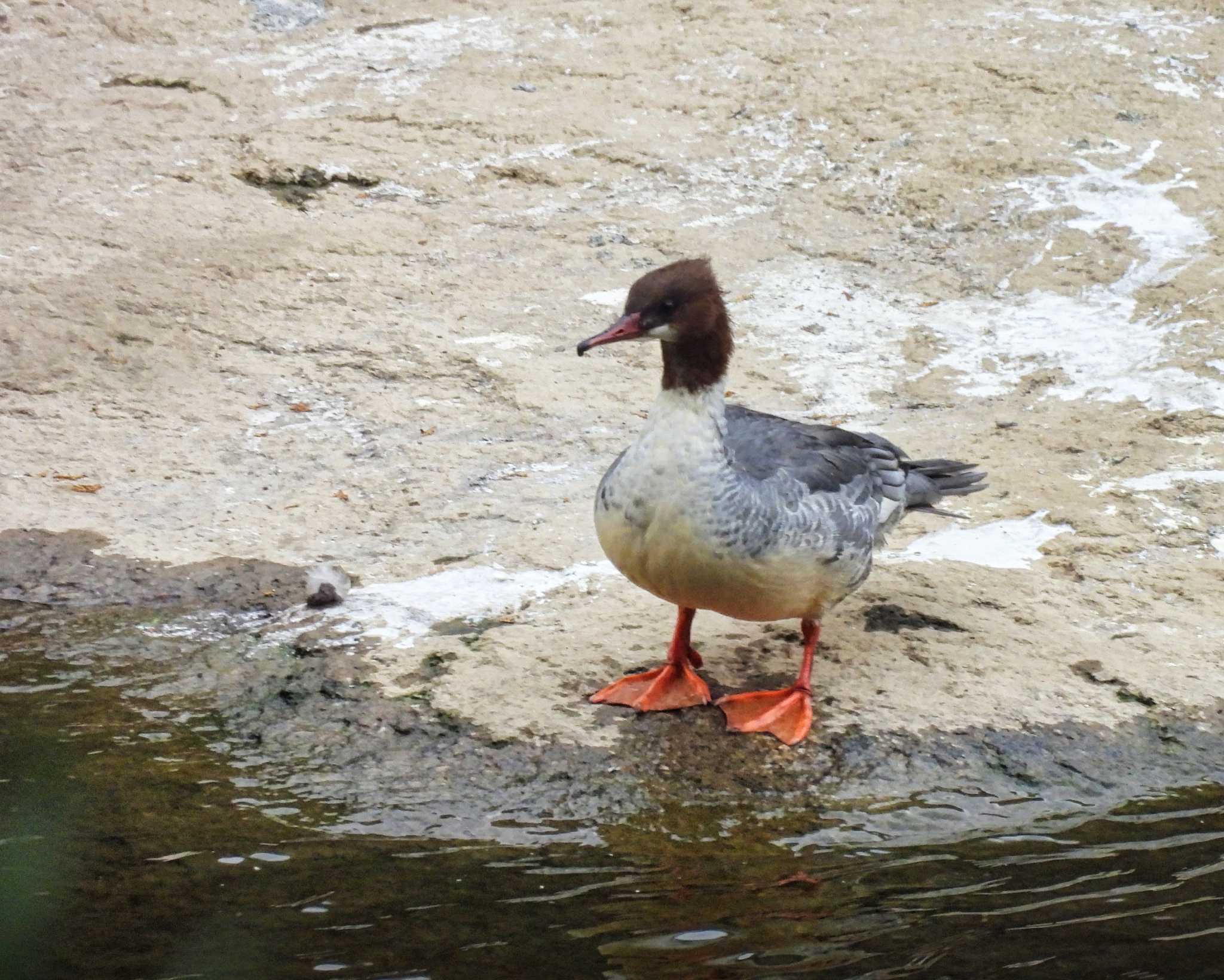 Common Merganser