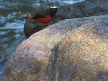 White-capped Redstart