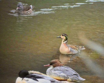 2022年12月16日(金) 京都府の野鳥観察記録