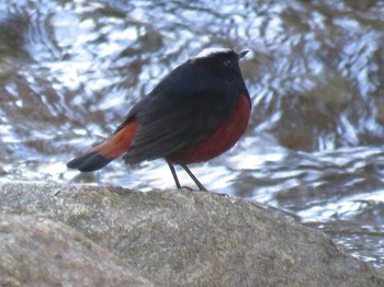 シロボウシカワビタキ タイ北部 撮影日未設定