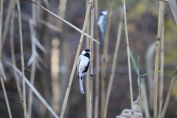 2022年12月10日(土) 名古屋平和公園の野鳥観察記録