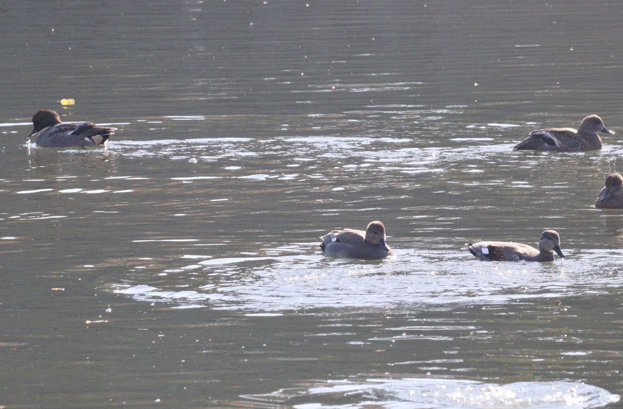 Falcated Duck