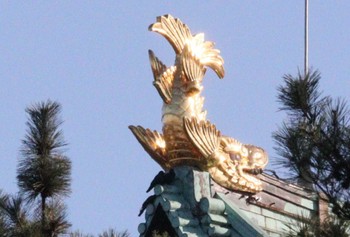 2022年12月10日(土) 名城公園の野鳥観察記録