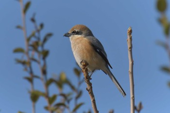 Bull-headed Shrike Mie-ken Ueno Forest Park Sun, 3/11/2018