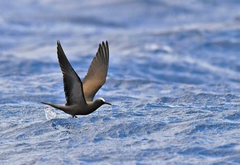 クロアジサシ 小笠原諸島 2021年6月11日(金)