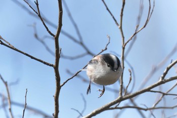 Sun, 3/11/2018 Birding report at Mie-ken Ueno Forest Park