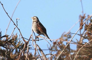 ツグミ 仙台市・水の森公園 2018年3月11日(日)