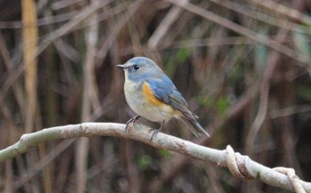 2022年12月14日(水) 三重県民の森の野鳥観察記録