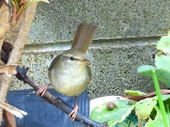 Japanese Bush Warbler 恩納村 Fri, 11/25/2022