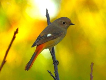 Daurian Redstart 恩納村 Sat, 11/19/2022