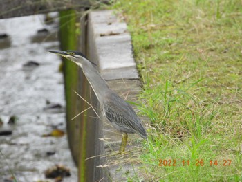 Striated Heron 恩納村 Sat, 11/26/2022