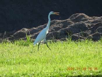 Great Egret 恩納村 Tue, 11/29/2022