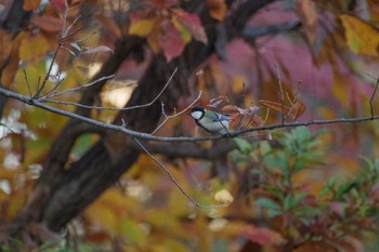 シジュウカラ 檜町公園(東京ミッドタウン) 2022年12月16日(金)