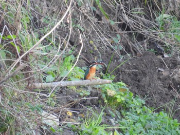 Common Kingfisher 高麗川 Sat, 11/19/2022