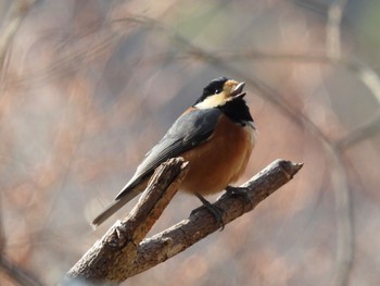 Varied Tit Hayatogawa Forest Road Sun, 12/11/2022