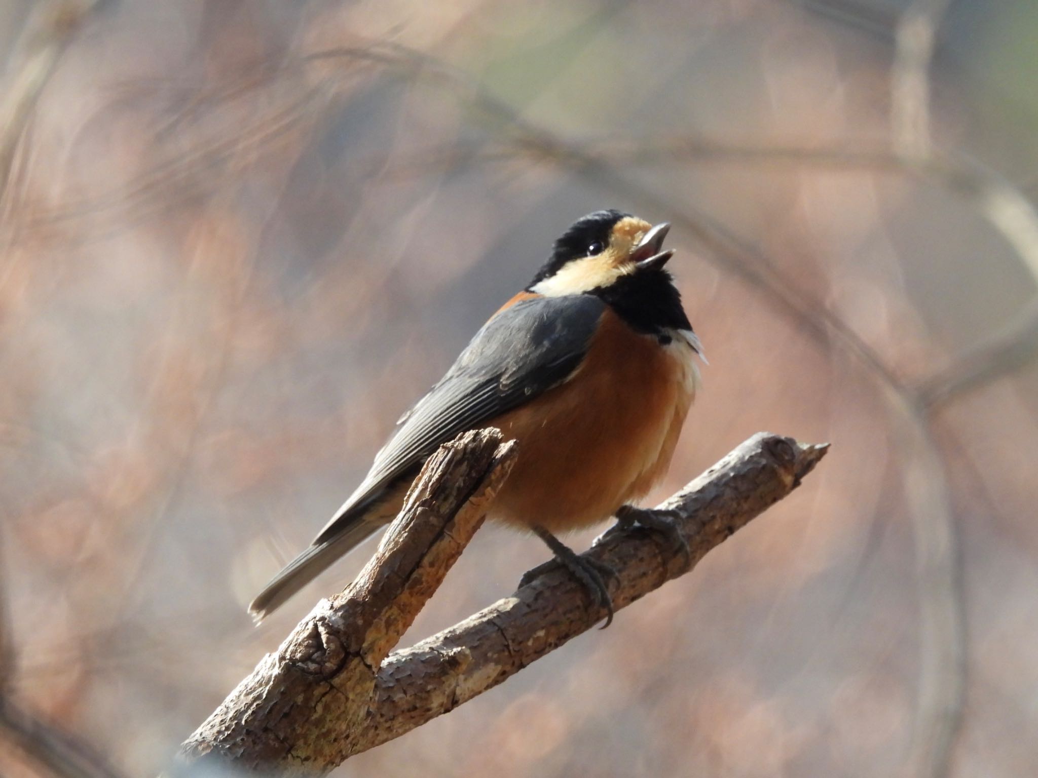 Photo of Varied Tit at Hayatogawa Forest Road by yoshikichi